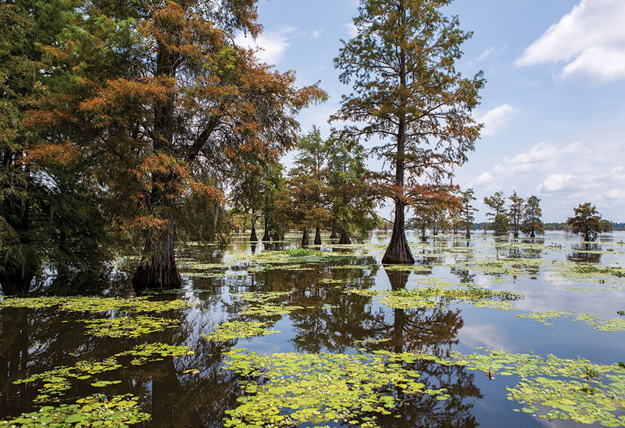 “Super Flats” Restoration Project Taking Place in Lake Marion