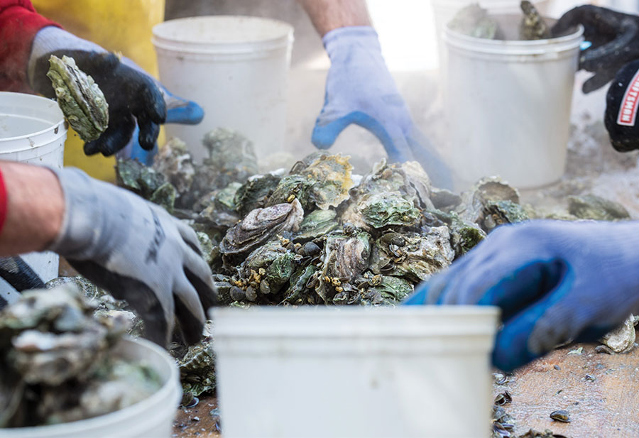Shuckin’ in the Park Oyster Roast Canceled